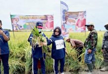 Petani Desa Sungai Badak Bisa Panen Bagus Meski Tanpa Bantuan Pemerintah, Ketua DPRD Memuji