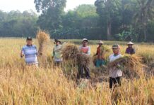 Panen Padi Bersama Masyarakat di Desa Negeri Katon, Aries-Supri Komitmen Kembangkan Pertanian