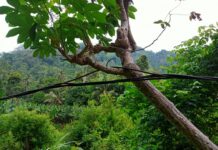 Kabel Listrik Tegangan Tinggi Membentang bak Tali Jemuran Hingga 5 Km di Pekon Umbar Tanggamus Nempel di Pohon