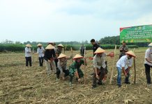 Jajaran Polres Tulang Bawang Barat Tanam Jagung Serentak Dukung Swasembada Pangan 2025 Kuartal III