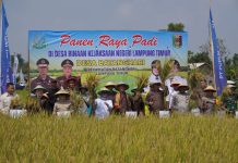 Kajati Lampung Panen Raya bersama 7.563 Petani Mitra Adhyaksa Kejari Lampung Timur