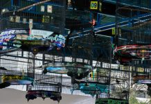 Gubernur Cup 2025, Ajang Silaturahmi Pecinta Burung Kicau Gaungkan Pesan Cinta Lingkungan