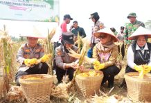 Panen Raya di Raman Utara, Kapolres Lampung Timur Siap Kawal Ketahanan Pangan
