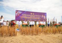 Panen Kedelai di Lampung Utara Jadi Simbol Kolaborasi Pemerintah dan TNI Wujudkan Kedaulatan Pangan Nasional