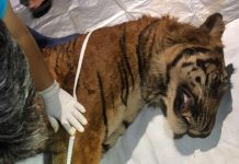 Harimau Mati di Taman Wisata Lembah Hijau Dinilai Banyak Kejanggalan, Ketum CSM Desak Gakkum Kemenhut Turun Tangan