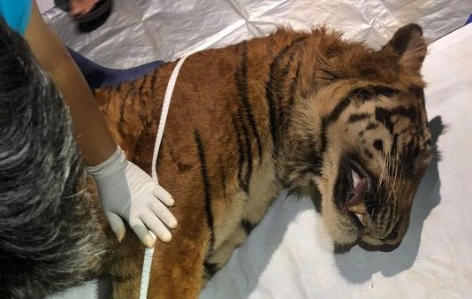 Harimau Mati di Taman Wisata Lembah Hijau Dinilai Banyak Kejanggalan, Ketum CSM Desak Gakkum Kemenhut Turun Tangan