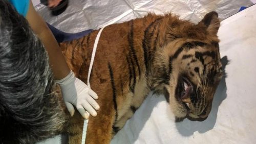 harimau-sumatera-di-lampung-mati-1762655963507_169