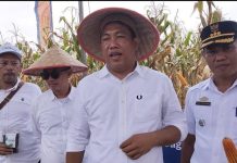 Dukung Pergub 36 Tahun 2025 tentang Harga Singkong, HKTI Berharap Ada Solusi agar Perusahaan Ikut Bergairah