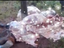 Pencuri Ternak Beraksi di Rantau Jaya Udik II, Dua Ekor Sapi Disembelih di Belakang Rumah Warga